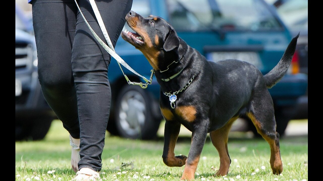 How to train you dog with a collar with remote!