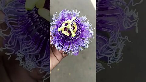 beautiful flowers | nutral Flowers| best Flowers #short #googleearth #reels #trending #funny #shorts