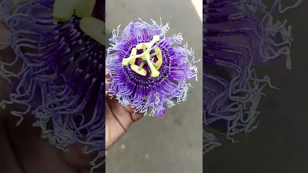 beautiful flowers | nutral Flowers| best Flowers #short #googleearth #reels #trending #funny #shorts