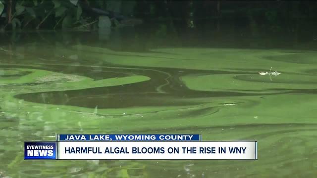 Harmful algal blooms found in Java Lake