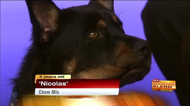 Woofdown Wednesday's with HSSAZ