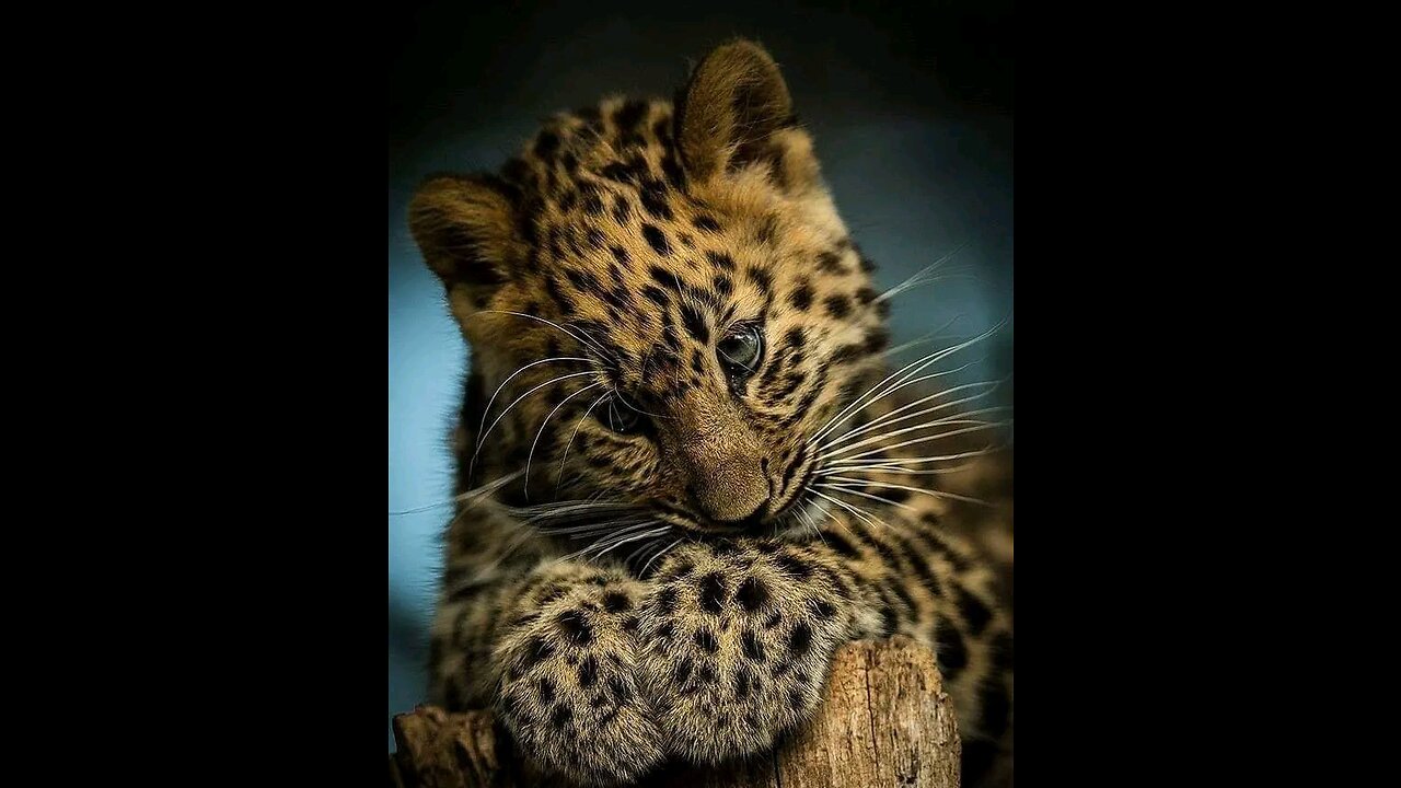 Baby leopard 🐆