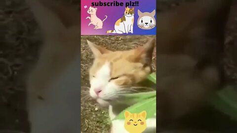 Funny & Cute Cats Compilation #tiktok #shorts 😻 #ytshorts #cute #cat #youtube #youtubeshorts