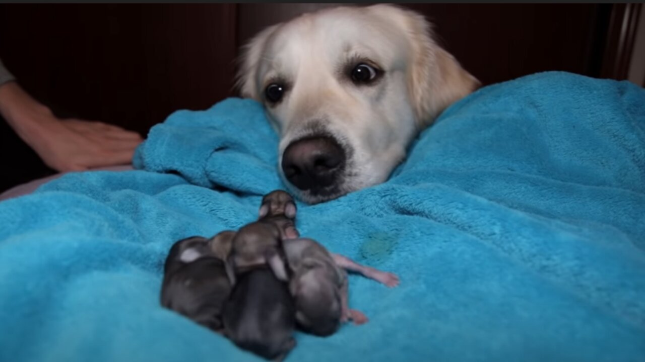 Golden Retriever and Baby Bunnies 3 days old [CUTENESS OVERLOAD]