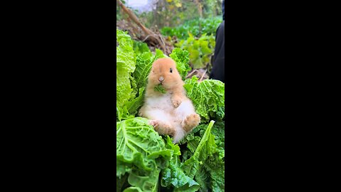 cute rabbit having food