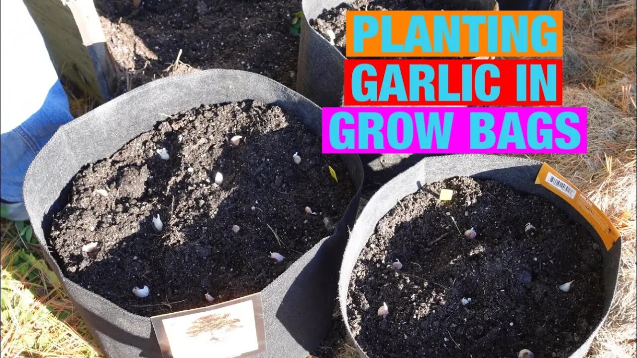 Planting garlic in grow bags