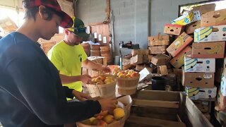 Senek Farms in Ransomville has been a family run operation for 100 years