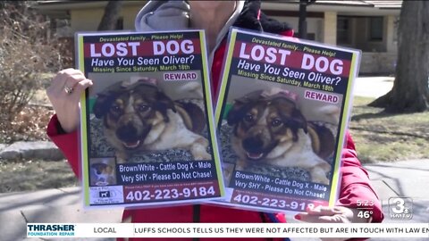 Lincoln family calls pet detective to help find missing dog