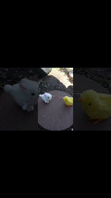 Bloody Bunny Chicken Fight Knightz Live! | This Easter (PPV) Reserve your tickets now!