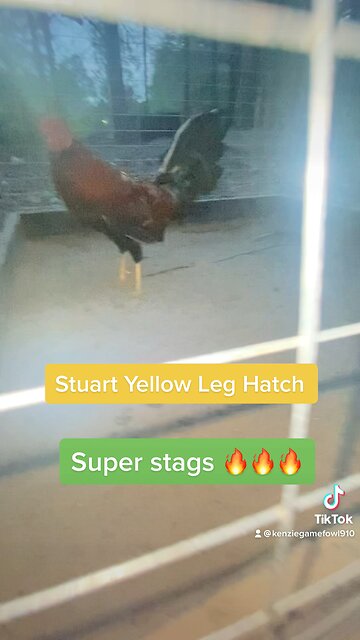 Stuart Yellow Leg Hatch