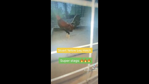 Stuart Yellow Leg Hatch