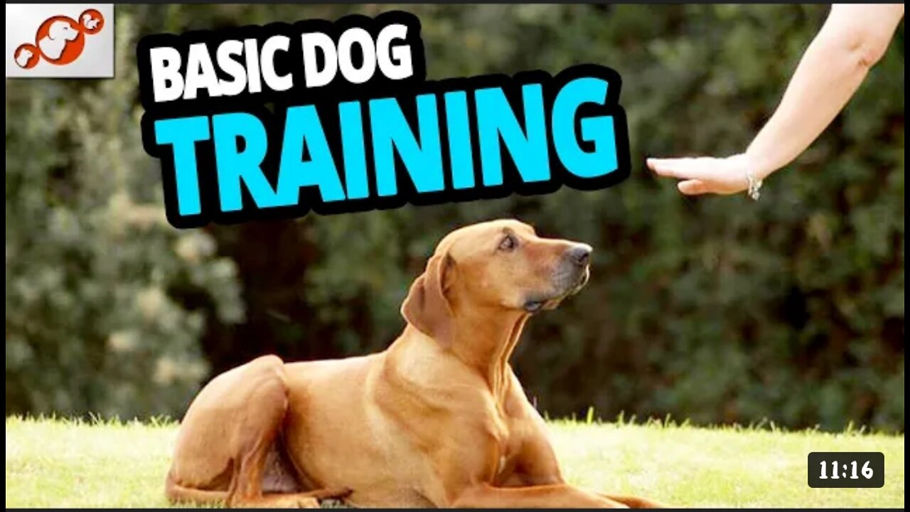 🐕Basic Dog Training - TOP 10 Essential Command... Every dog should know