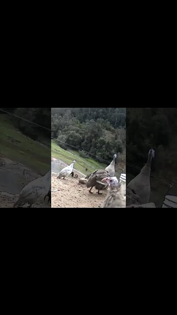 Spying on baby Guinea fowl