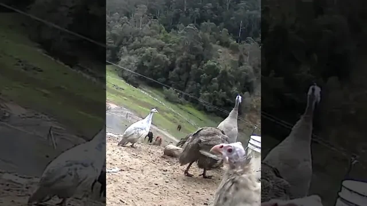 Spying on baby Guinea fowl