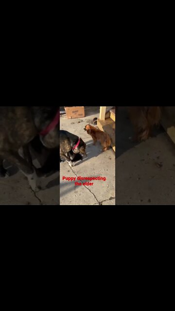 #lycanshepherdpuppy challenging the elder in the pack.🐺😳 #shorts #dogs