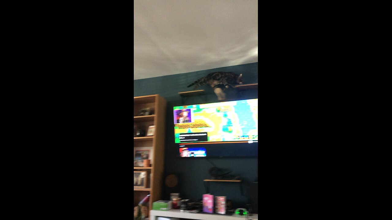Gio having zoomies!!