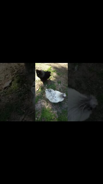 A couple of Silkie Roosters