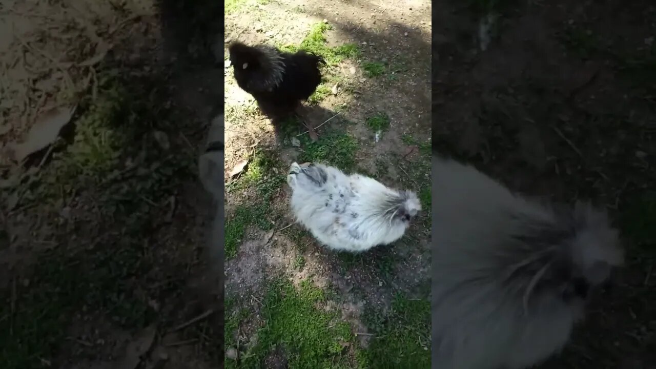 A couple of Silkie Roosters