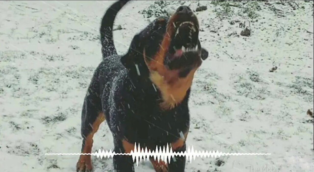 🎼Dog Barking Sound | Dog Sound Effect _ by the mobile ringtone