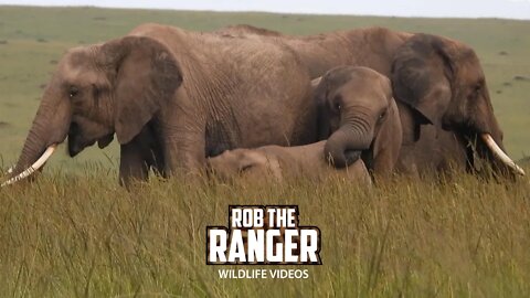 Elephant Herd On Rhino Ridge | Maasai Mara Safari | Zebra Plains