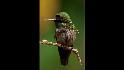 Shooting this kingfisher was so much fun! These birds are so insanely fast and skilled