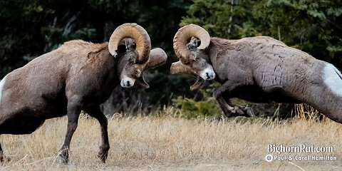 Big Horn Sheep Fight