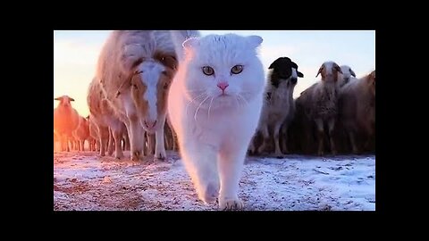 Funny animals - Funny cats dogs - Funny animal videos