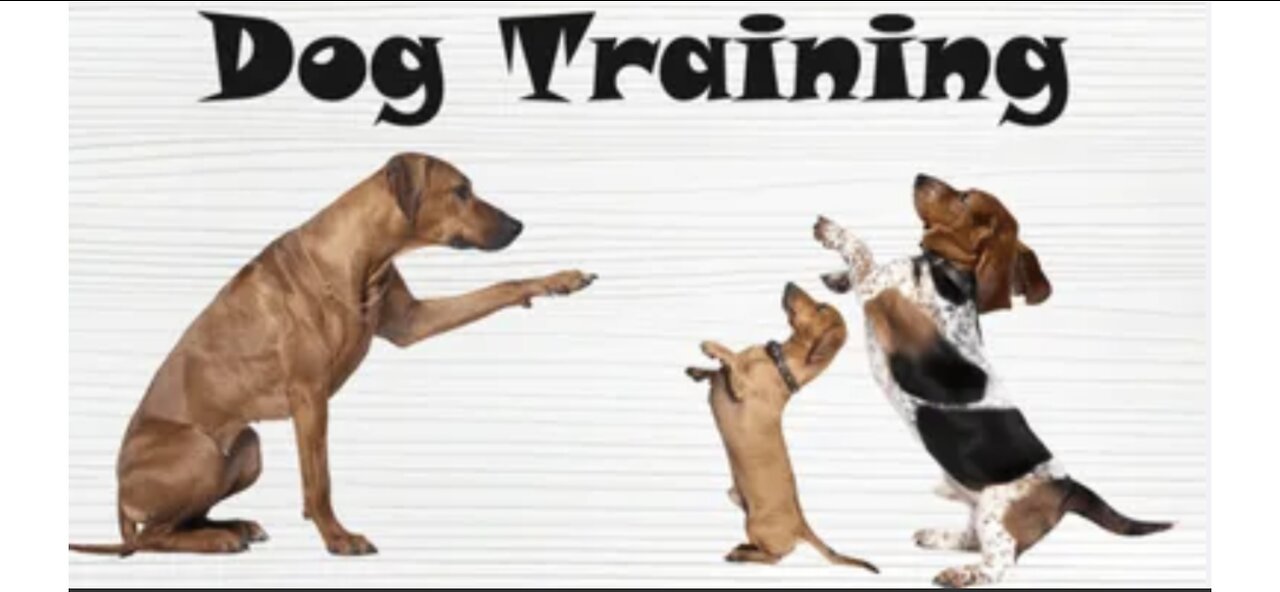 Dog training