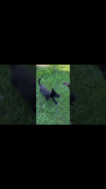 Beautiful morning on the🌞🐺 #homestead #shorts #lycanshepherd #farmdogs #iowa