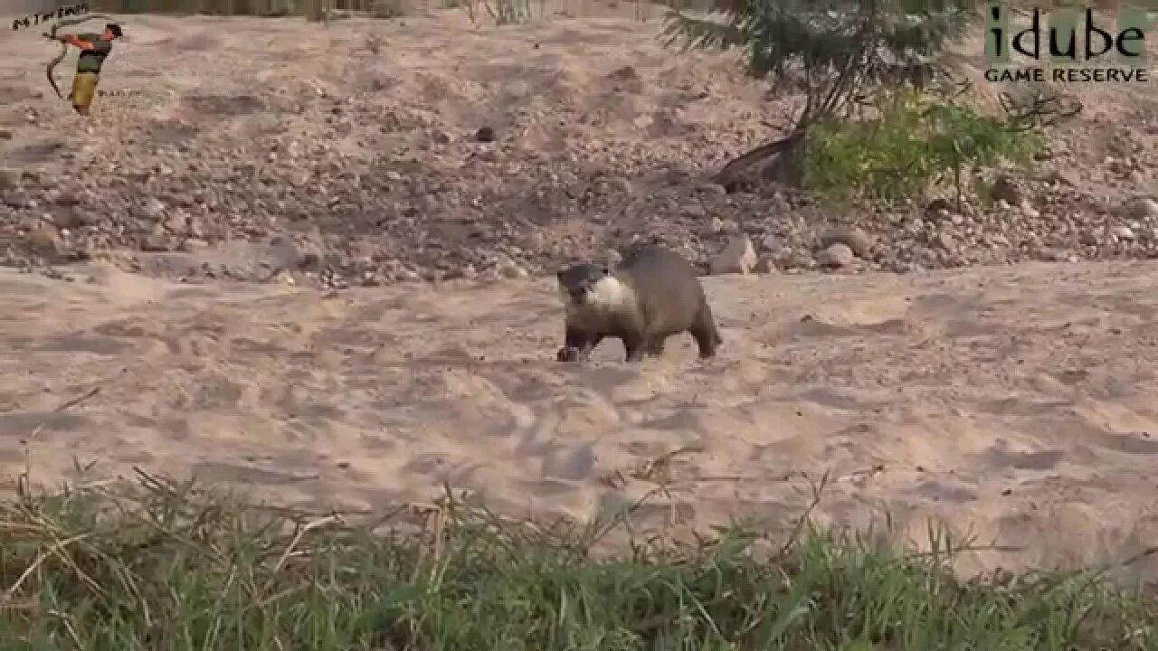 Cape Clawless Otter