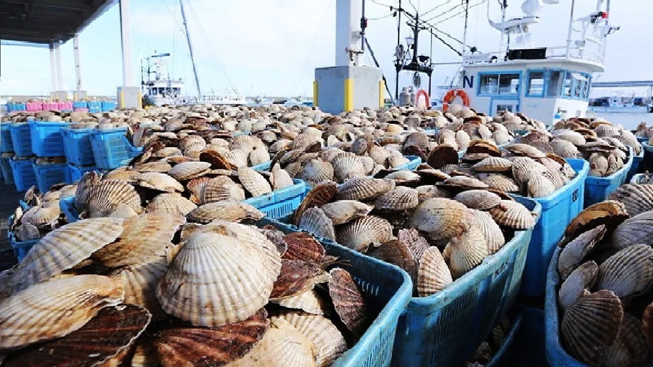 Modern Scallop Fishing Vessel - Hundreds Tons of Scallop Processing in Modern Factory