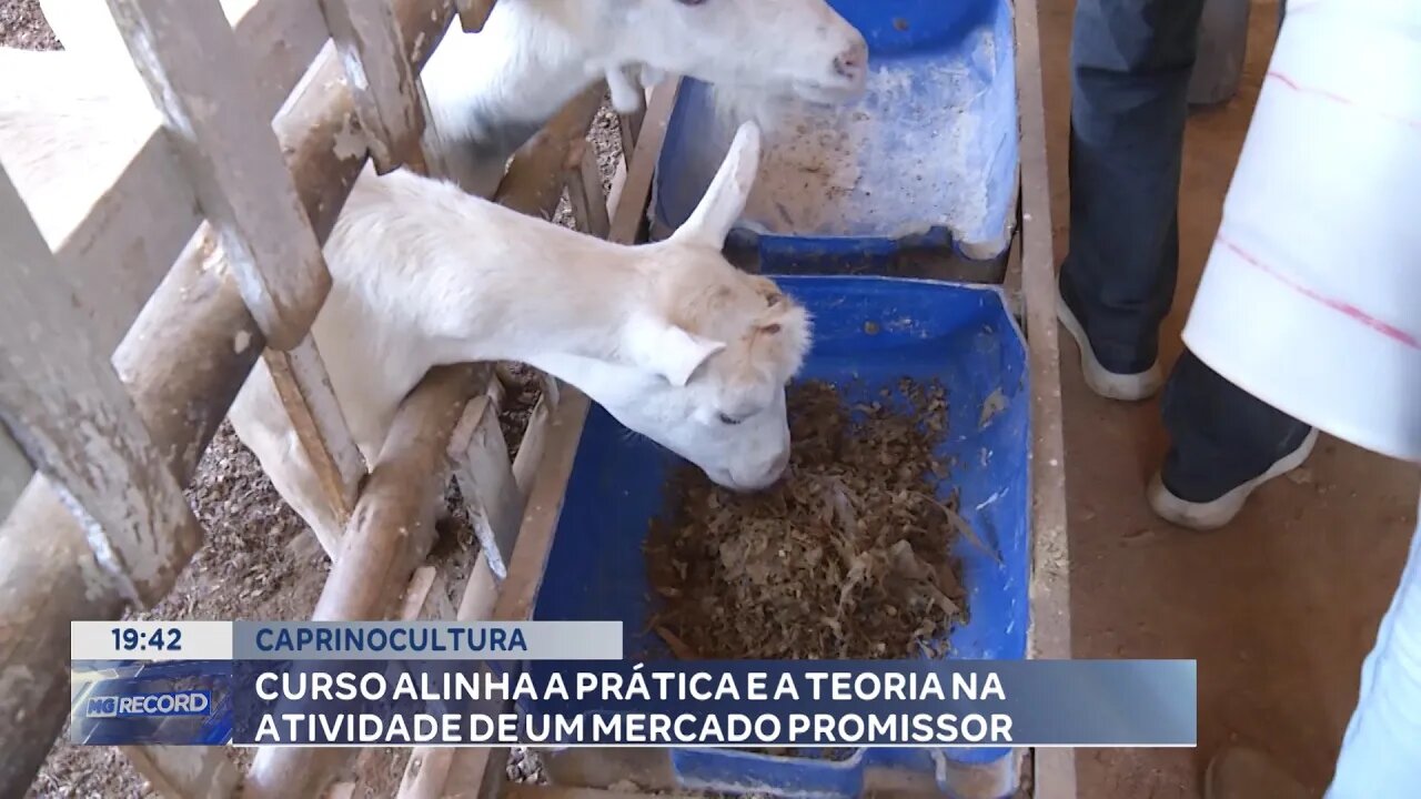 Caprinocultura: Curso alinha a prática e a teoria na atividade de um mercado promissor.