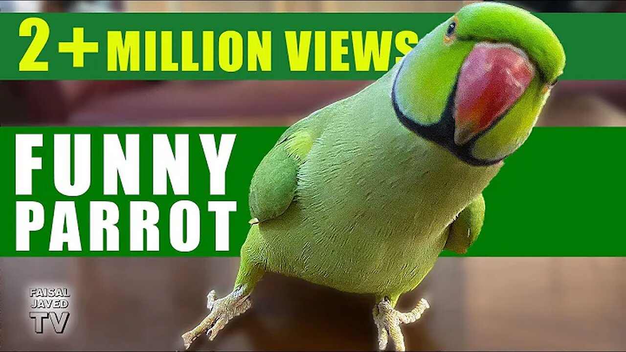 Funny Parrot Talking and Dancing | Funny Pet video | Cute Animals