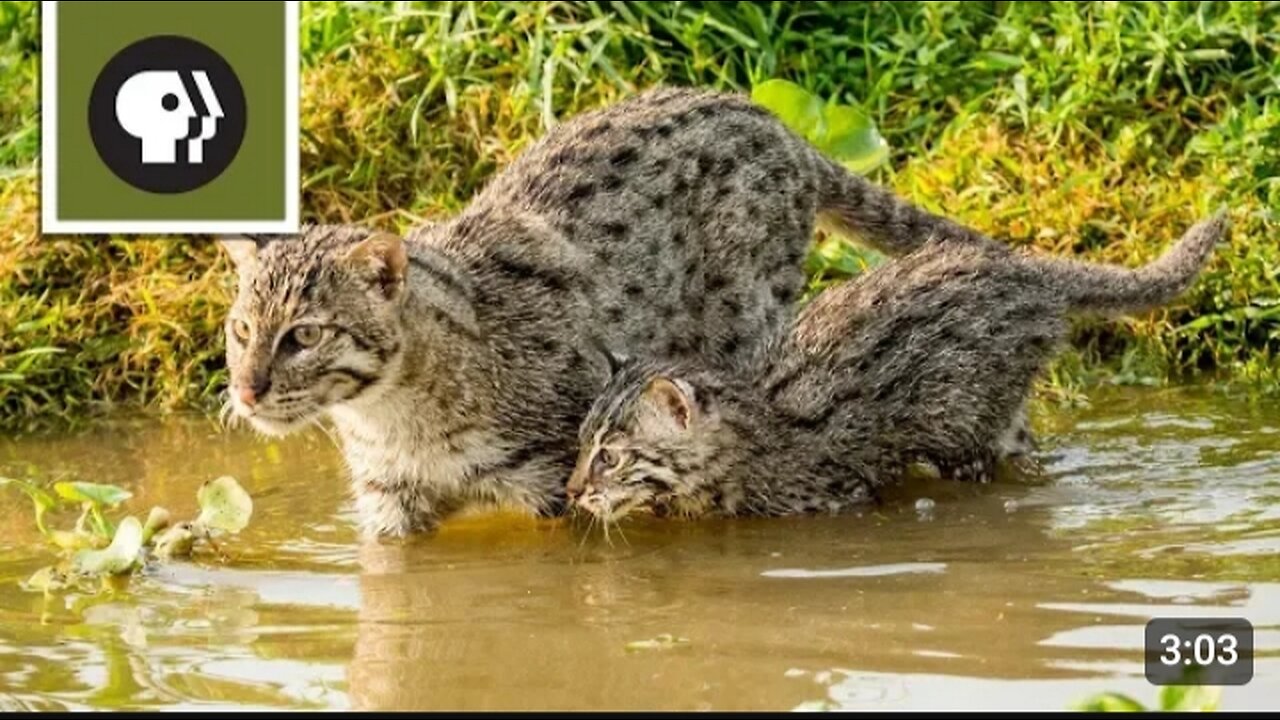 FISHING kittens see WATER for tha FIRST TIME