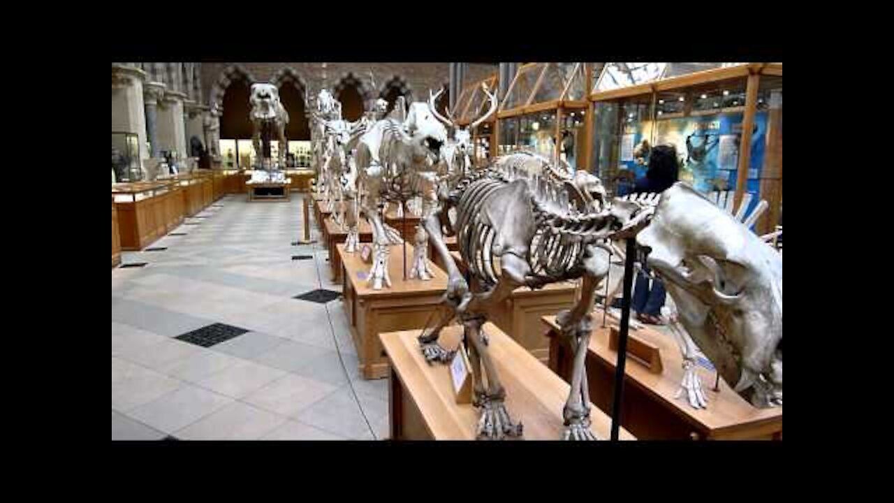 Dinosaur skeletons at Oxfords Museum of Natural History