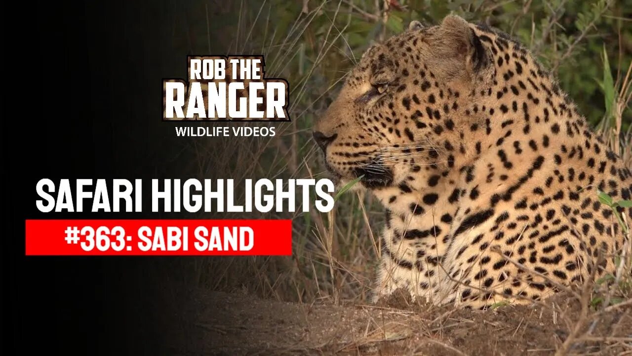 Safari Highlights #363: 08 - 11 Sep 2015 | Sabi Sand Nature Reserve | Latest Wildlife Sightings