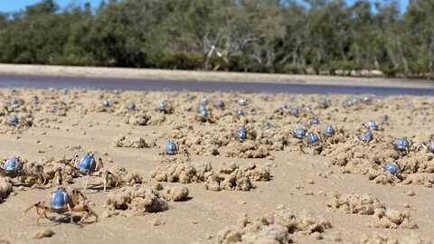 Soldier crabs