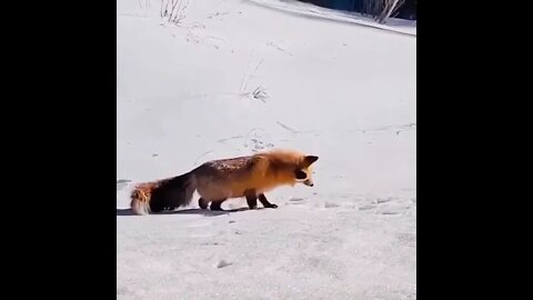 Fox Hunting Under The Snow