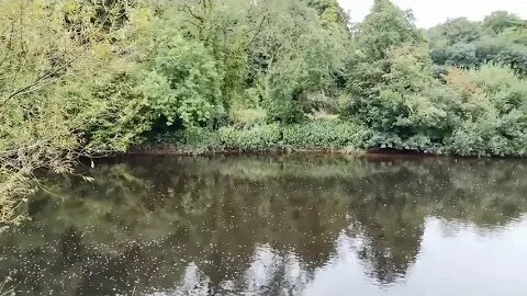 zdejmuję wagę ( kolejny filmik irlandzki )