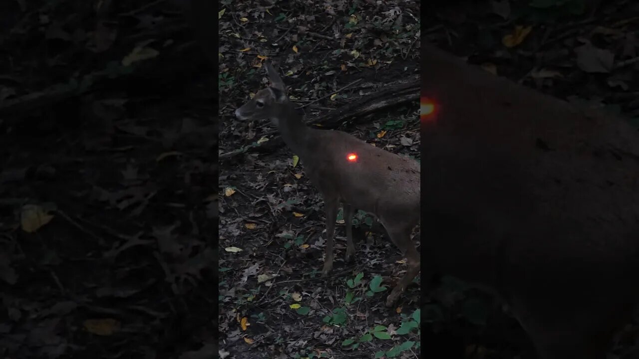 Smoke 💨 #hunting #archery #bowhunting #shorts