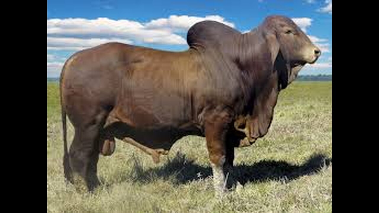 Amazing Transformation of Bull in One Year