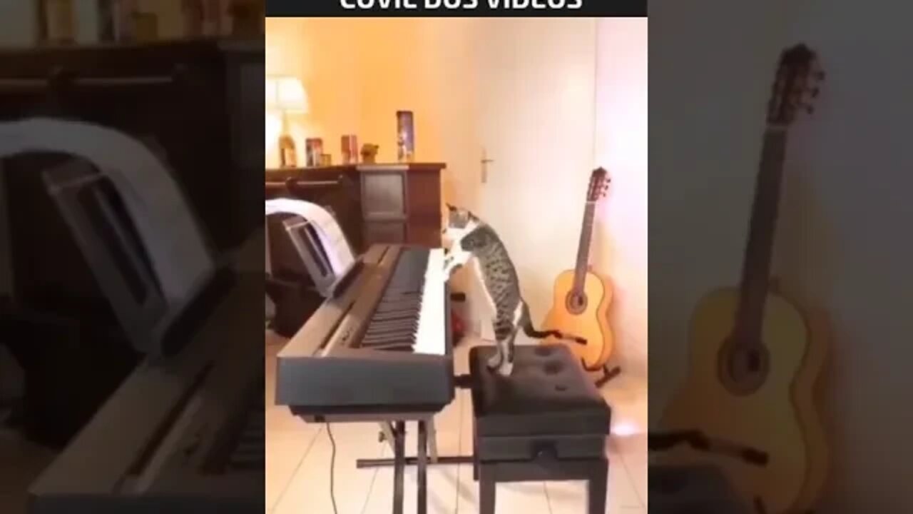 gato pianista