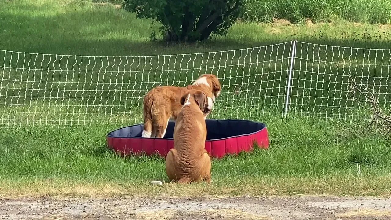 Lifeguard