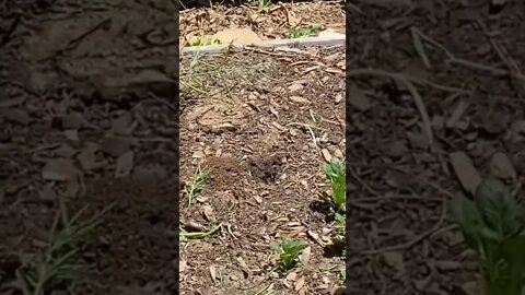 Thank you.. 😅 || #shorts