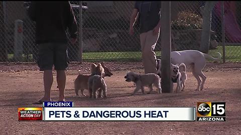 Things you need to do to keep your pet safe during Arizona heat