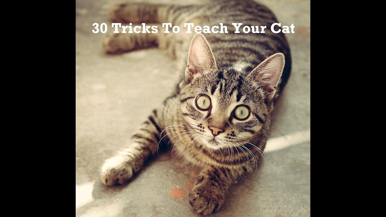 30 Tricks To Teach Your Cat | How To Train Your Cat? | Cat Training |