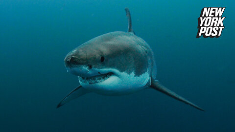 First great white shark sighting of season: 'You can see the blood!'