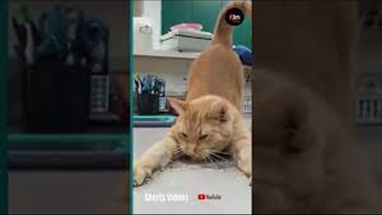 Try not to laugh🤣 Funny animals😹‖ #shorts #funnyvideos