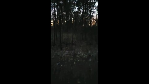 walking in the trees at River Plantation at dusk in Conroe, Texas