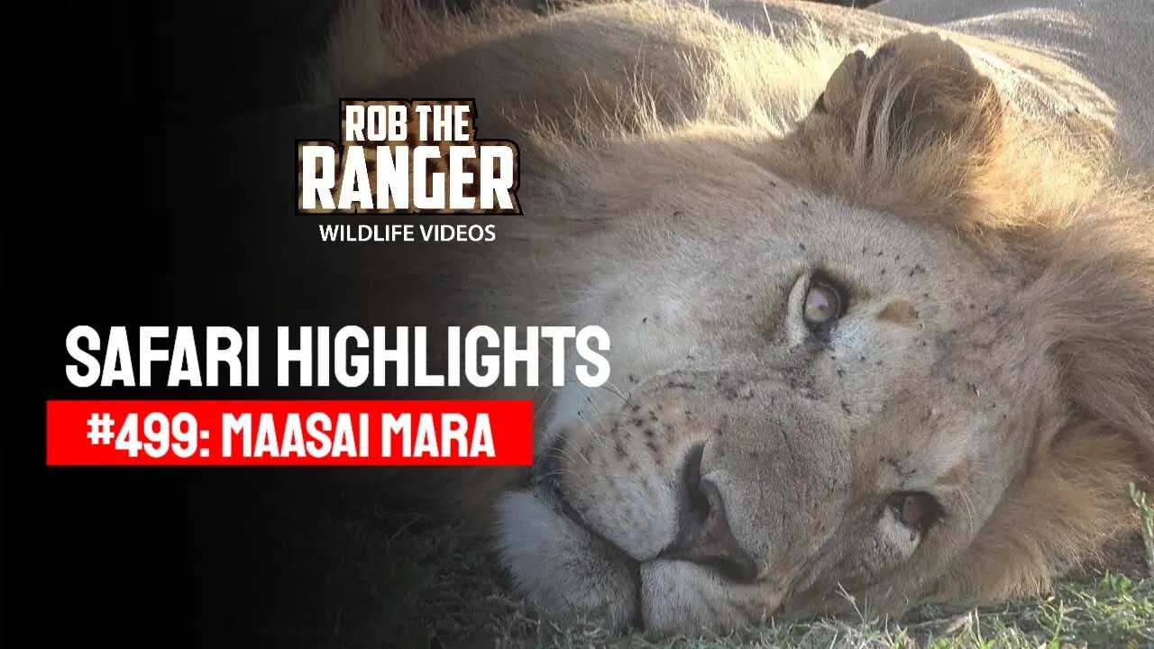 Safari Highlights #499: 29th September 2018 | Maasai Mara/Zebra Plains | Latest Wildlife Sightings